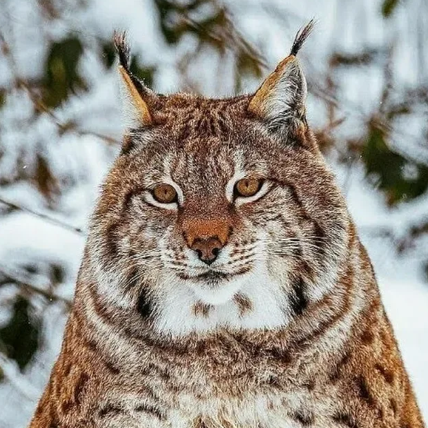 ololbu@lamp.leemoon.network